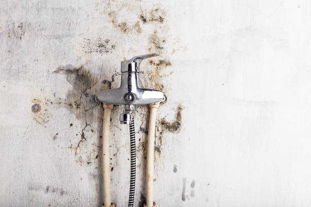 Best Commercial Mold Removal  in Swede Heaven, WA