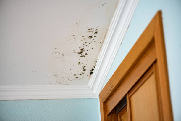 Best Professional Mold Removal  in Swede Heaven, WA