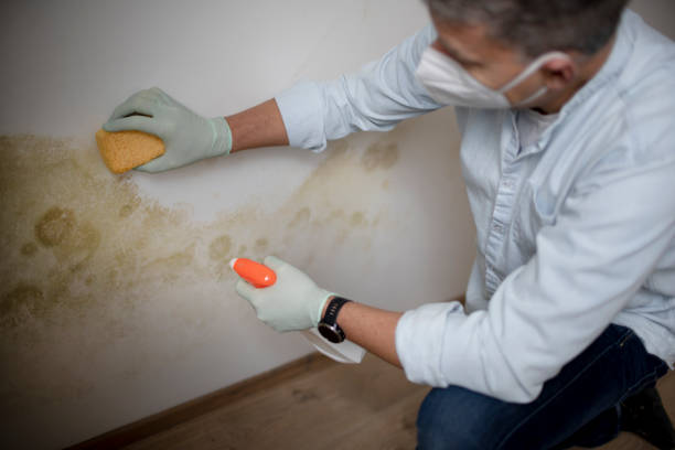 Best Same-Day Mold Removal  in Swede Heaven, WA