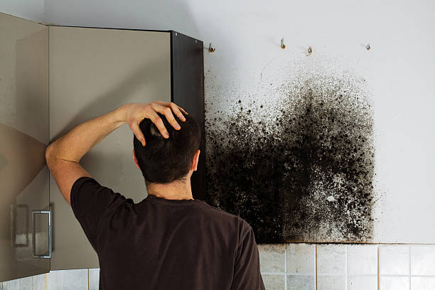 Best Affordable Mold Removal  in Swede Heaven, WA